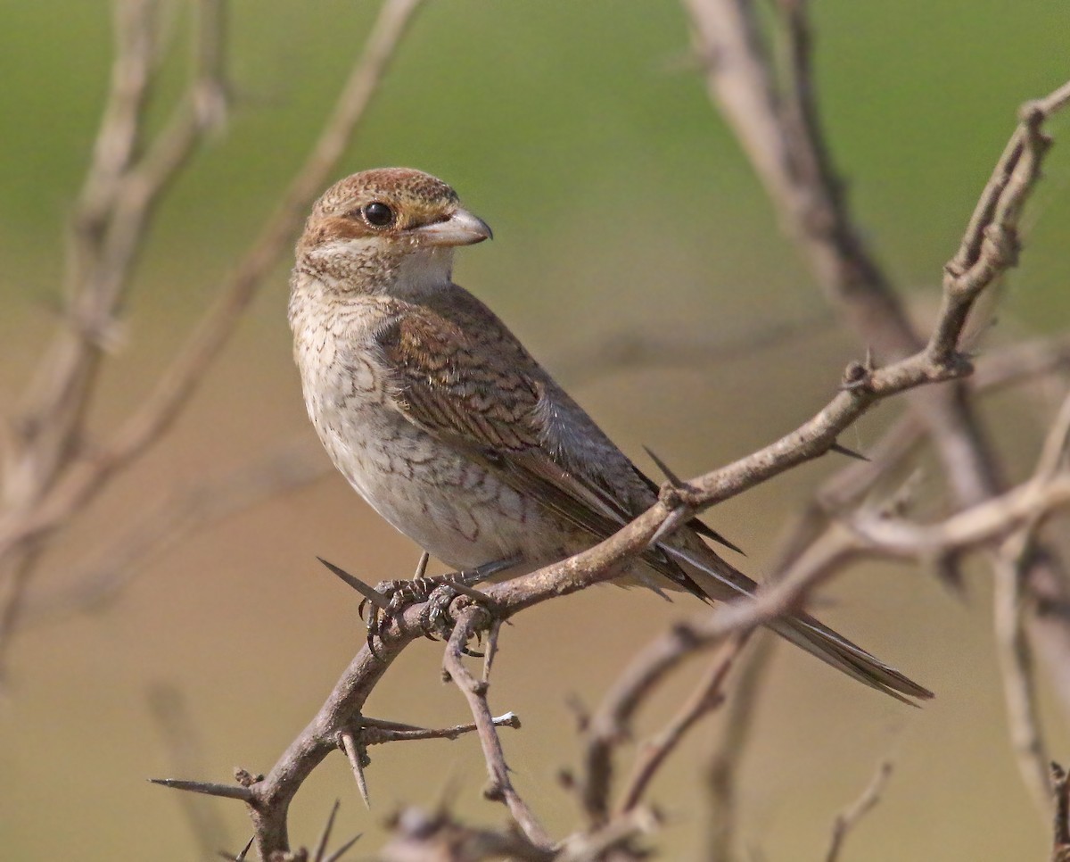 Red-backed Shrike - ML366206471