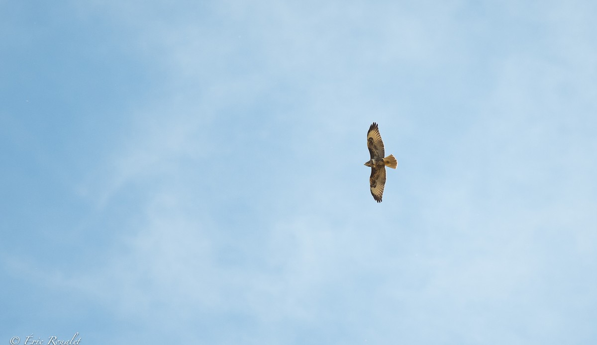 Mäusebussard (buteo) - ML366206681