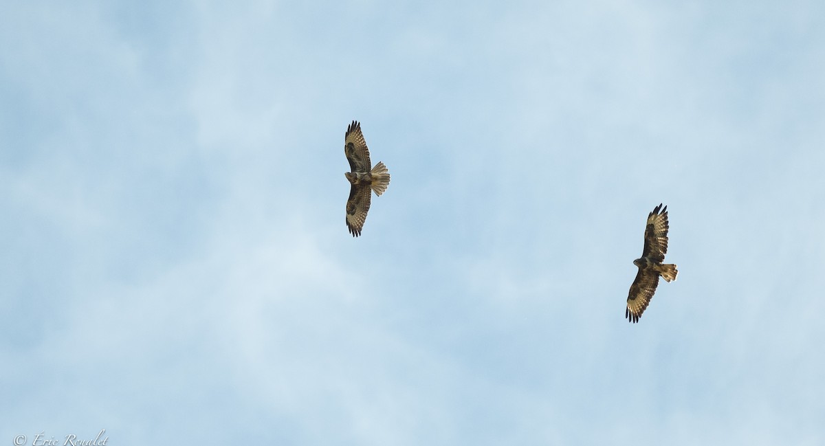 Common Buzzard (Western) - ML366206691