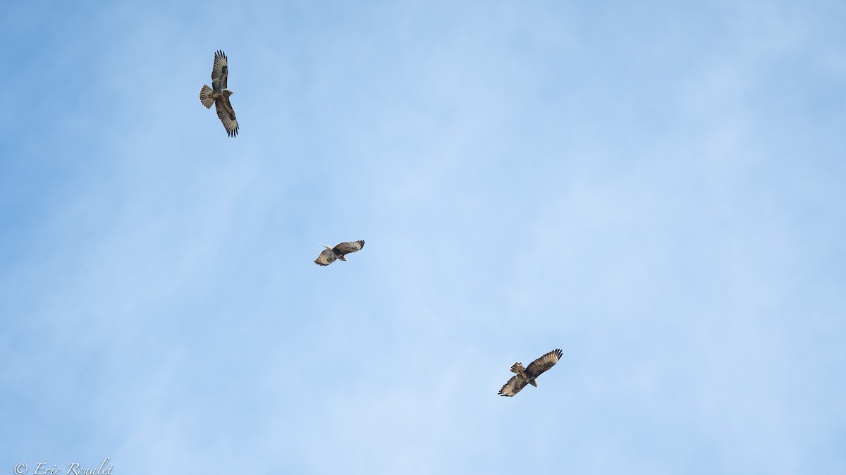 Common Buzzard (Western) - ML366206701