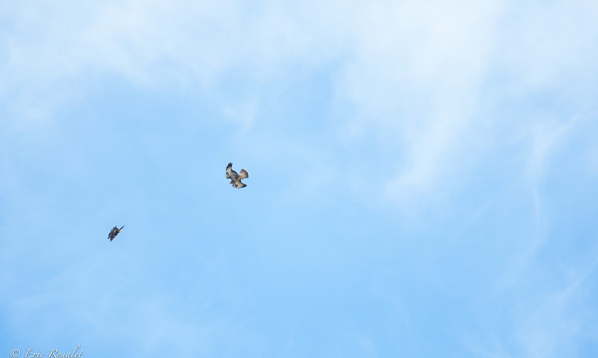 Common Buzzard (Western) - ML366206711