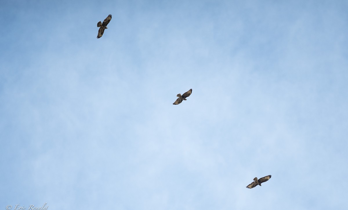 Common Buzzard (Western) - ML366206721