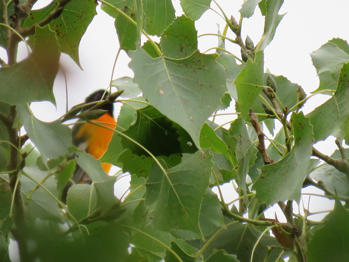 Baltimore Oriole - ML366206881