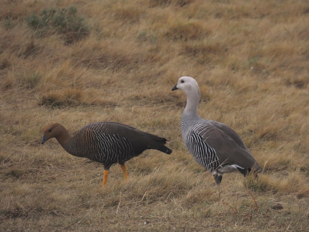 Upland Goose (Bar-breasted) - Diego Yanez Rojas