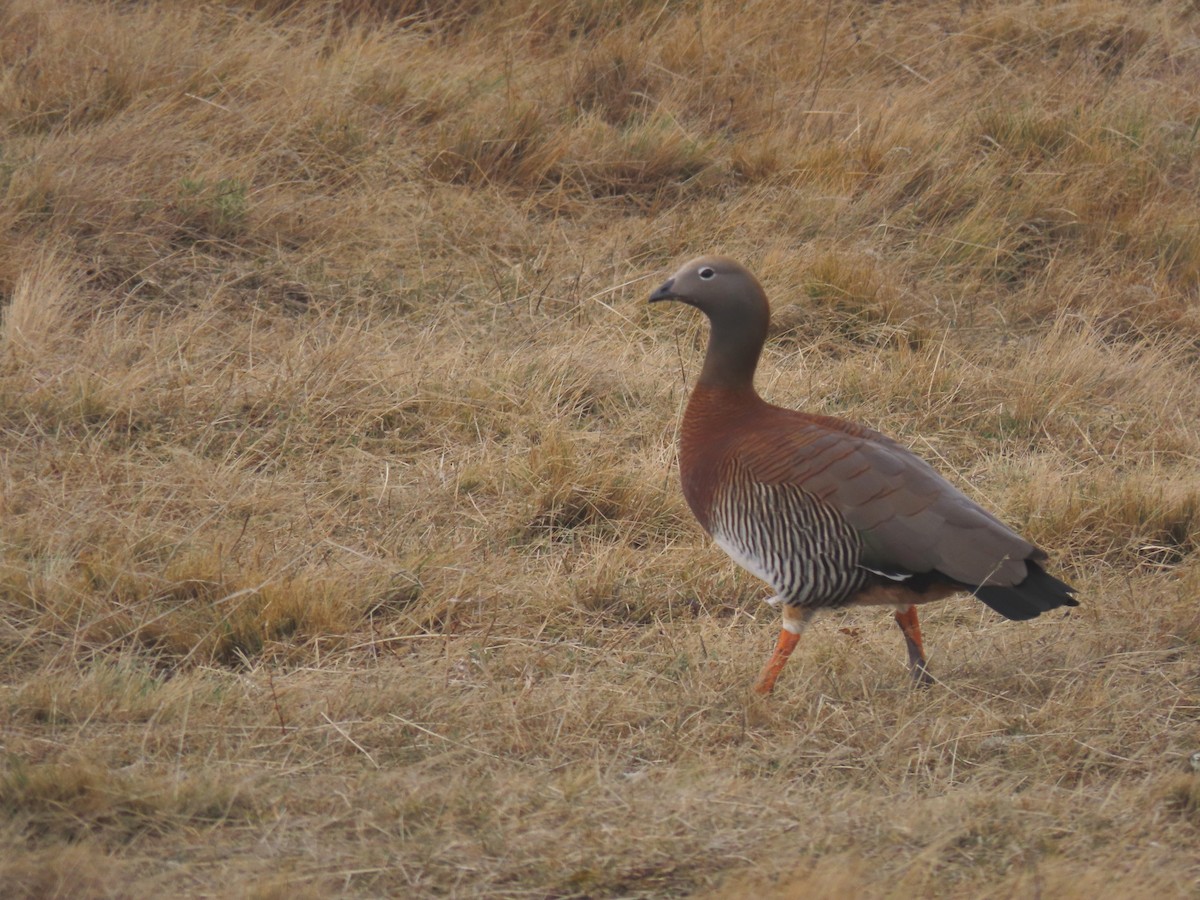 Ashy-headed Goose - Diego Yanez Rojas