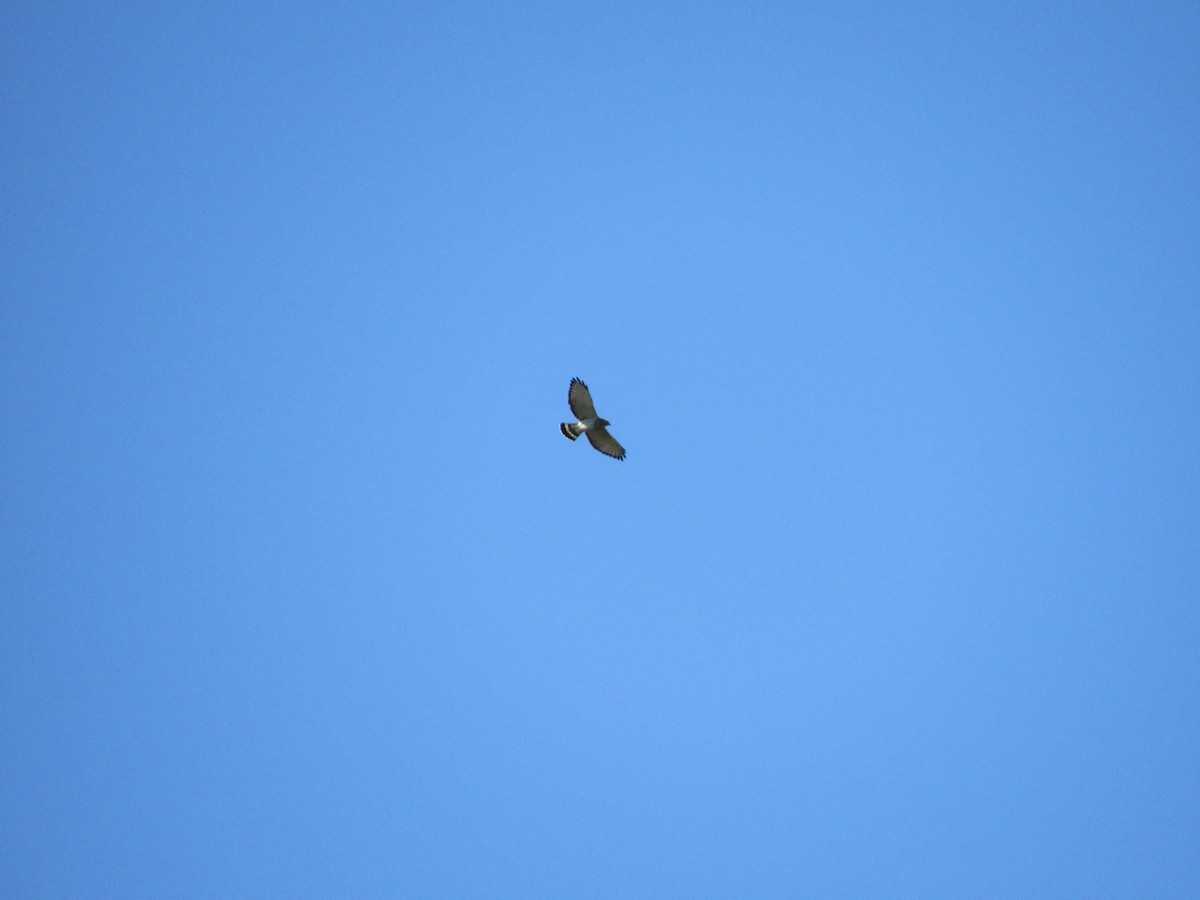 Broad-winged Hawk - ML366208151