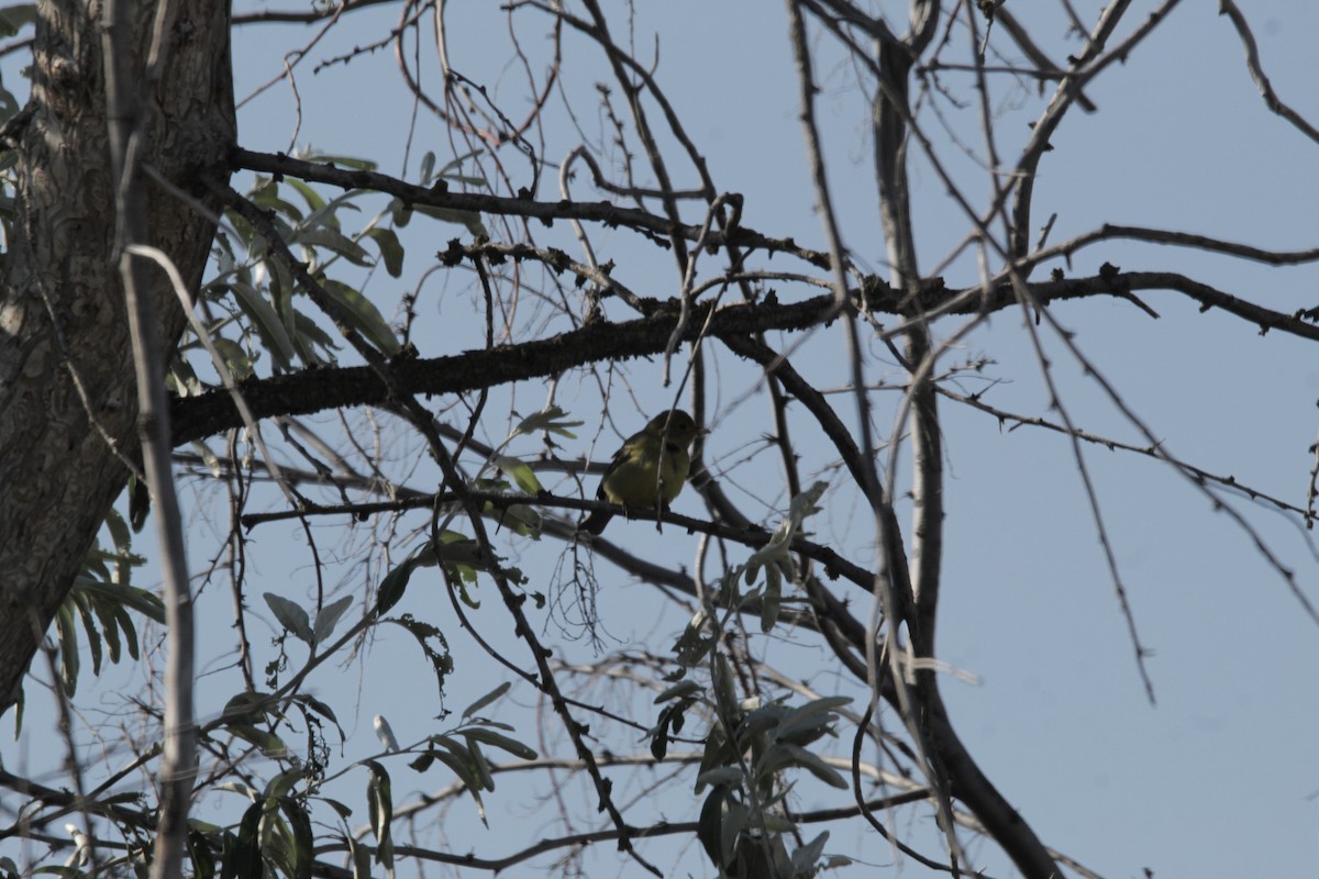 Western Tanager - Braydon Luikart