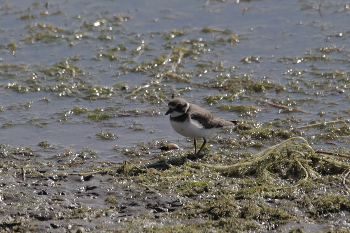 Semipalmated Plover - ML366209521