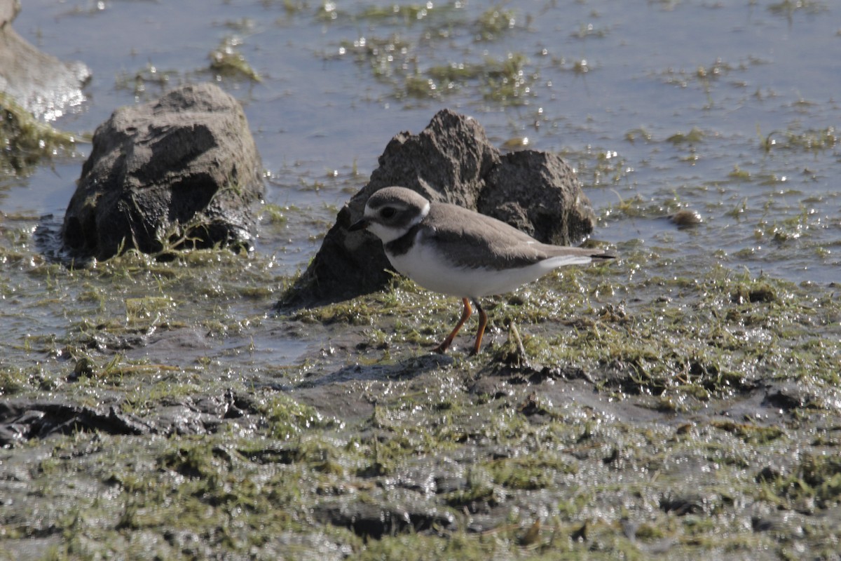 Semipalmated Plover - ML366210111