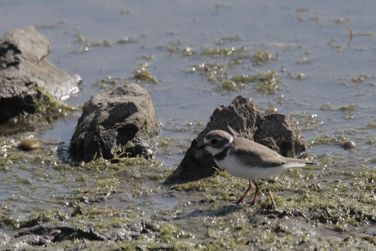 Semipalmated Plover - ML366210981