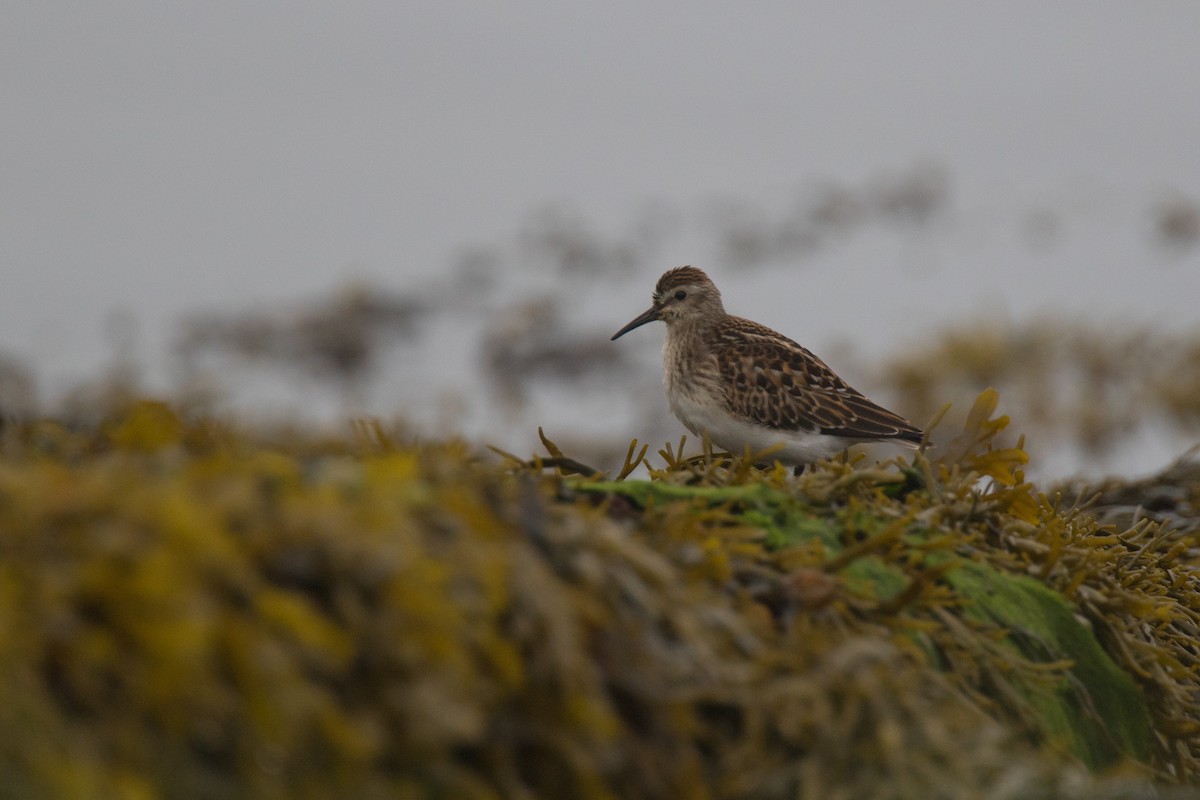 Least Sandpiper - ML366212291