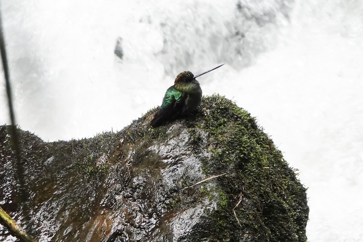 Green-fronted Lancebill - ML366212501