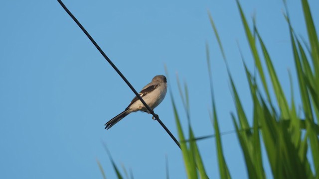 Loggerhead Shrike - ML366213941