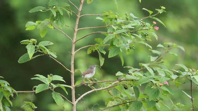 gråbrystprinia - ML366213971