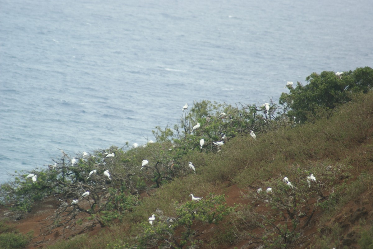 Red-footed Booby - ML36621531