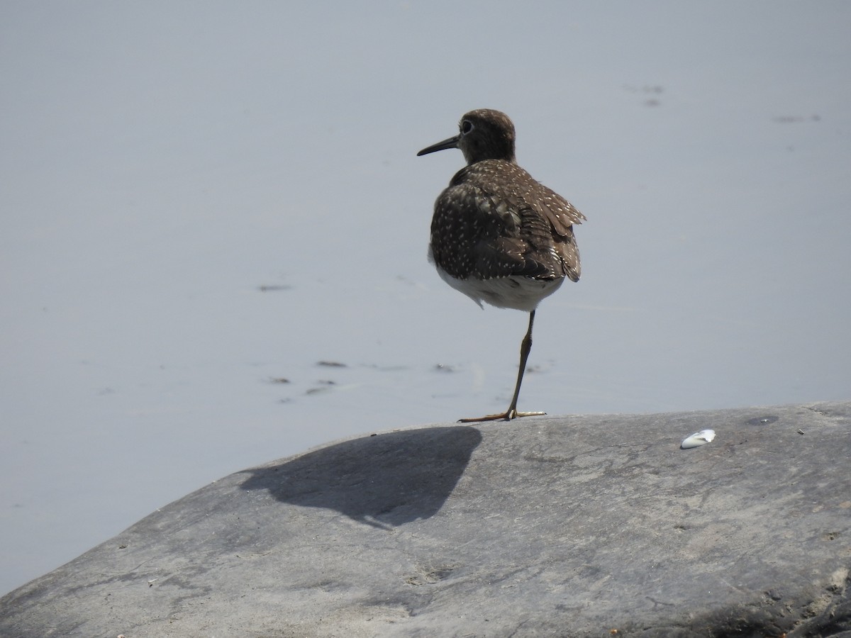Solitary Sandpiper - ML366215931