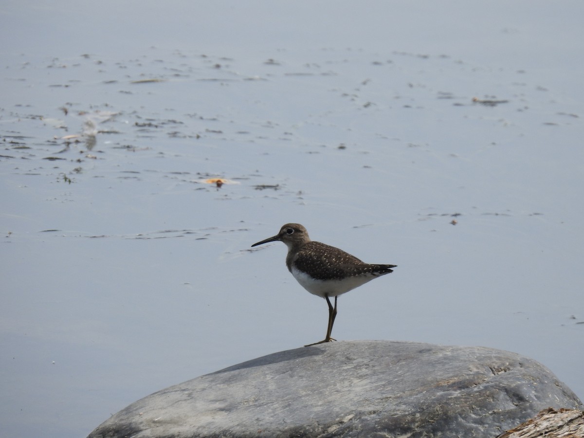Solitary Sandpiper - ML366215941