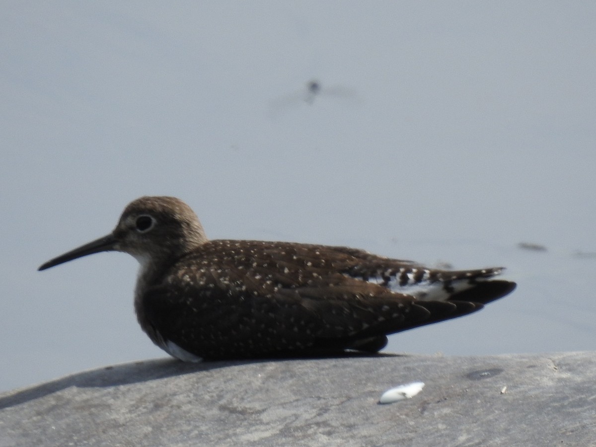 Solitary Sandpiper - ML366215951