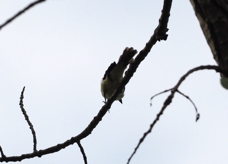 Great Crested Flycatcher - ML366223851