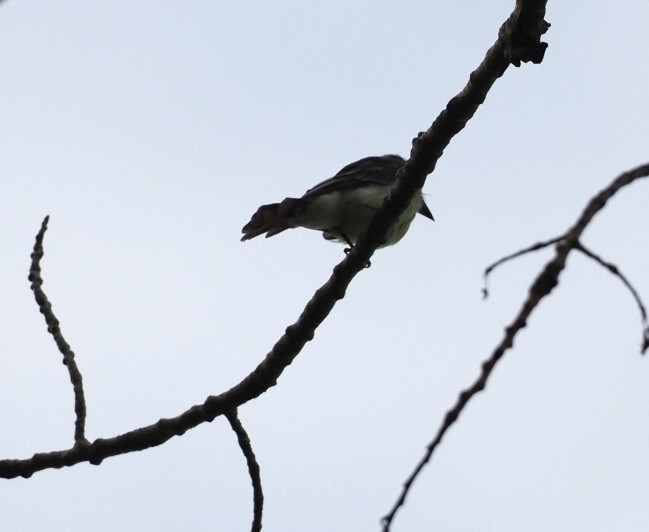 Great Crested Flycatcher - Sarah Preston