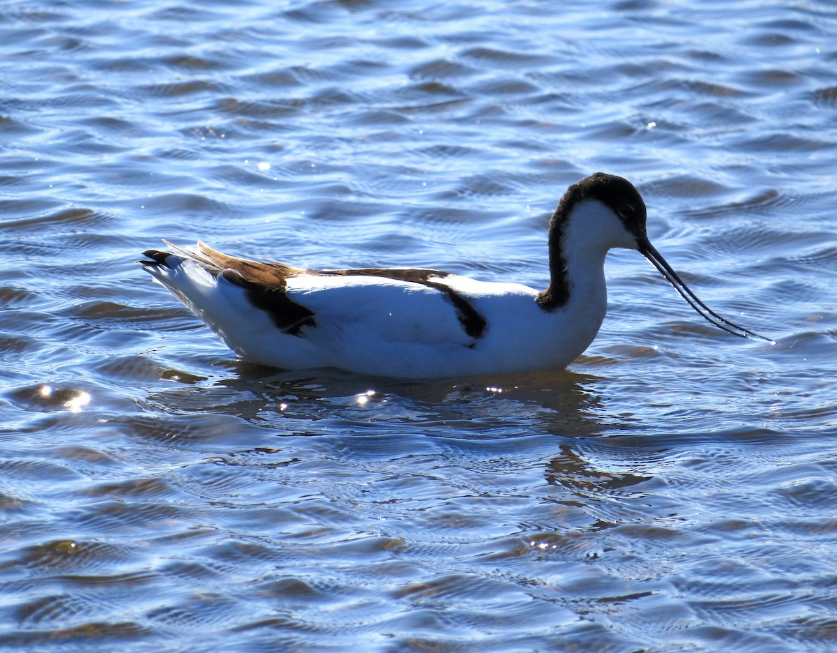 Pied Avocet - ML366224091