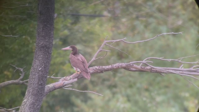 Brown Booby (Atlantic) - ML366226301