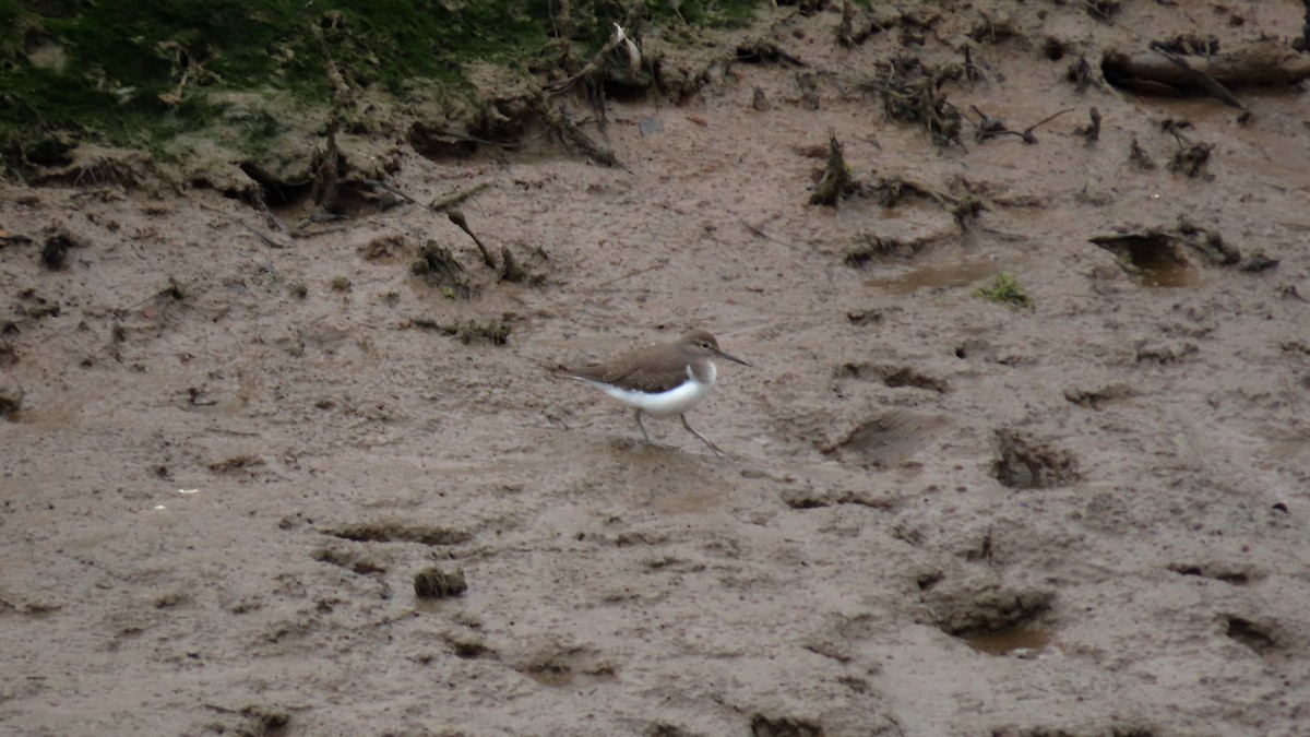 Common Sandpiper - ML366226411