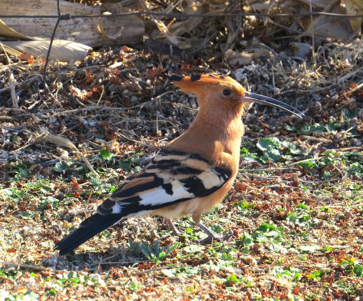 Eurasian Hoopoe - ML366228221