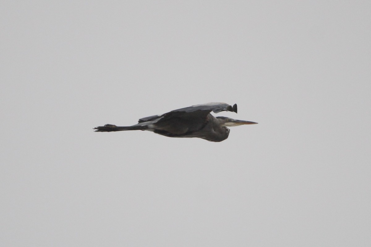 Great Blue Heron - ML366228481