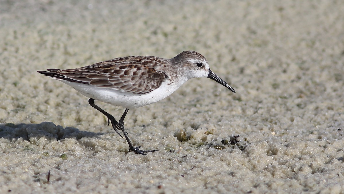 Western Sandpiper - Vince Capp