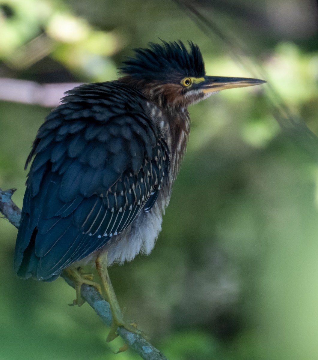 Green Heron - Scott Dresser