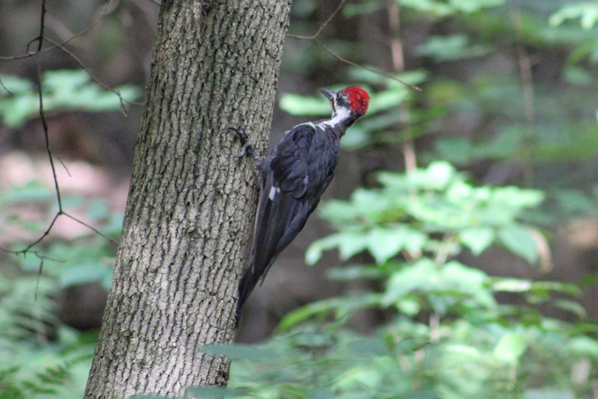 Pileated Woodpecker - ML366229441