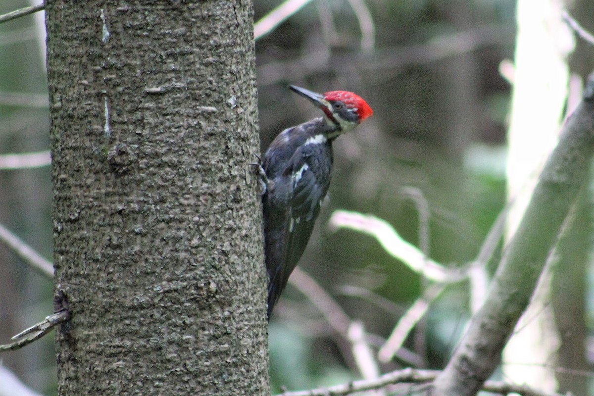 Pileated Woodpecker - ML366229451