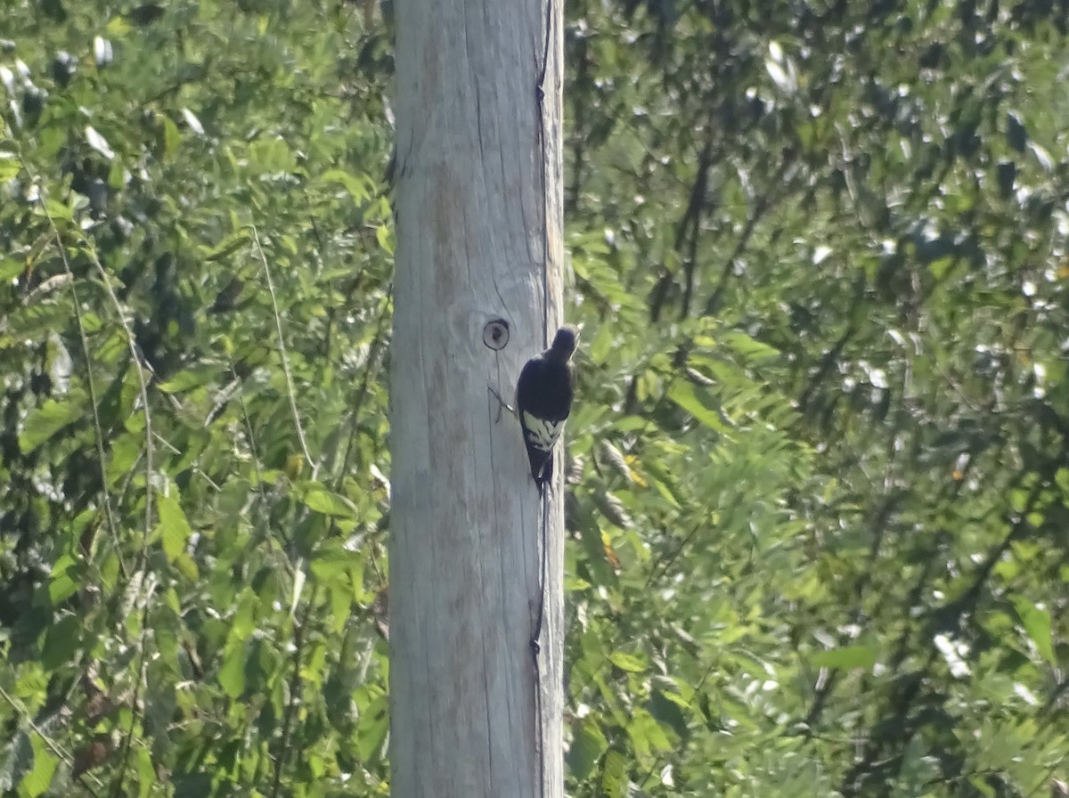 Red-headed Woodpecker - ML366230431