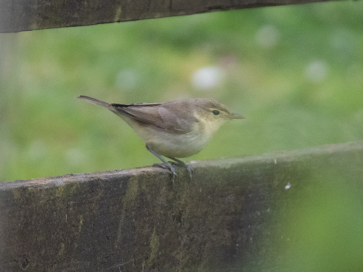 Melodious Warbler - ML366231001
