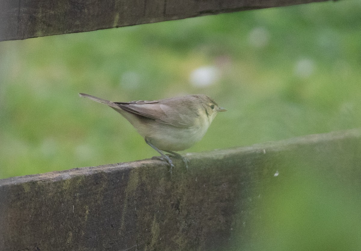 Melodious Warbler - ML366231021