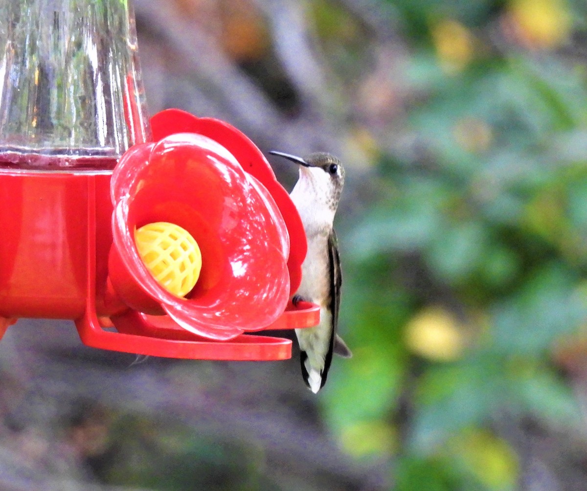 Рубиновогорлый колибри - ML366231501