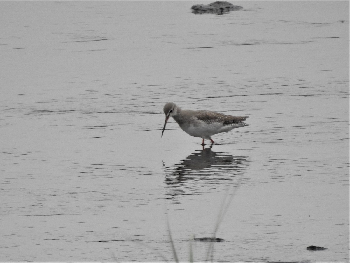 Spotted Redshank - Rosario Mendoza