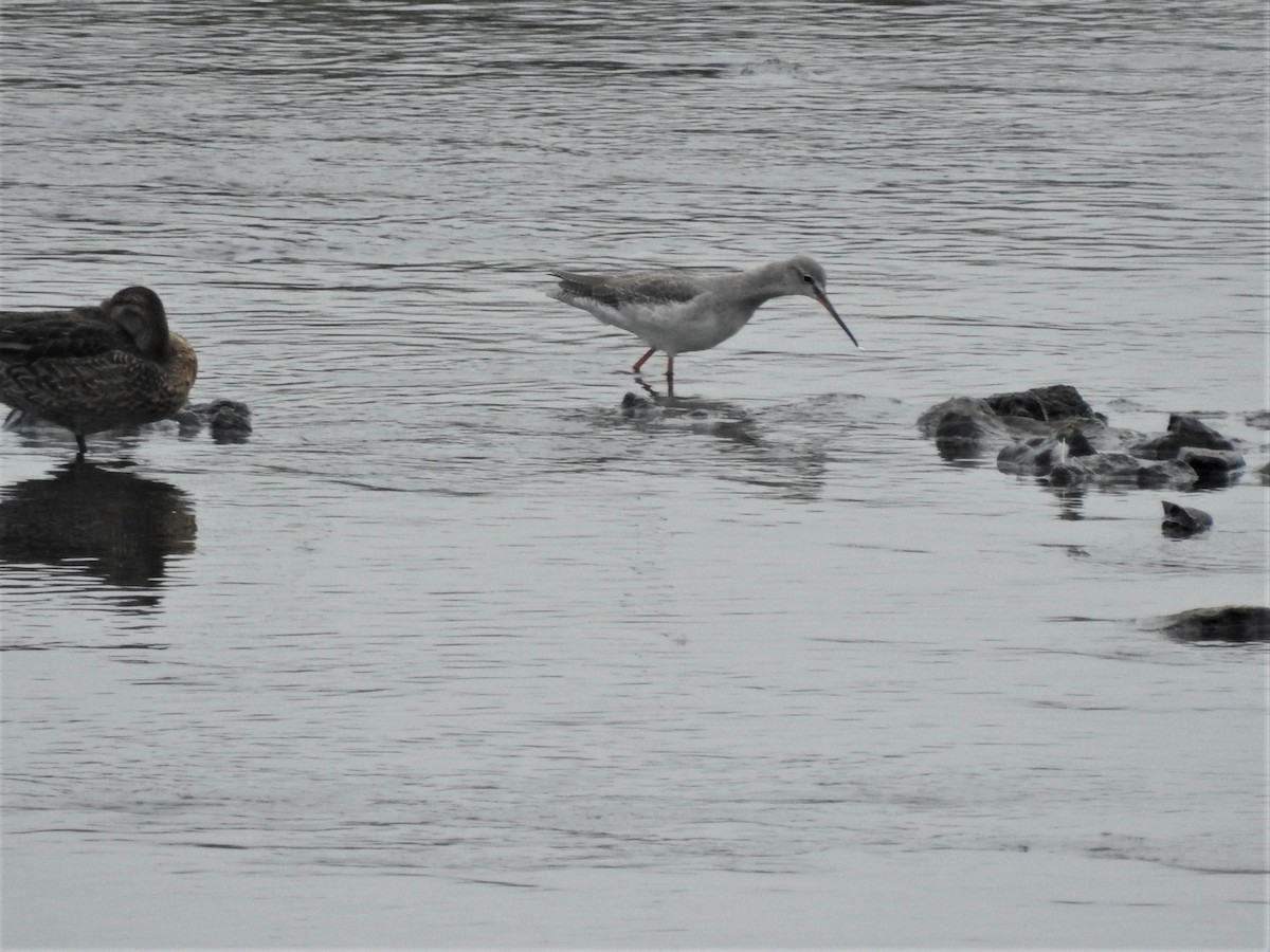 Spotted Redshank - Rosario Mendoza