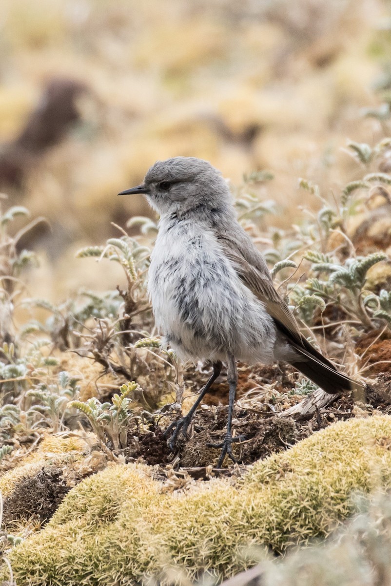 Cinereous Ground-Tyrant - Robert Lewis