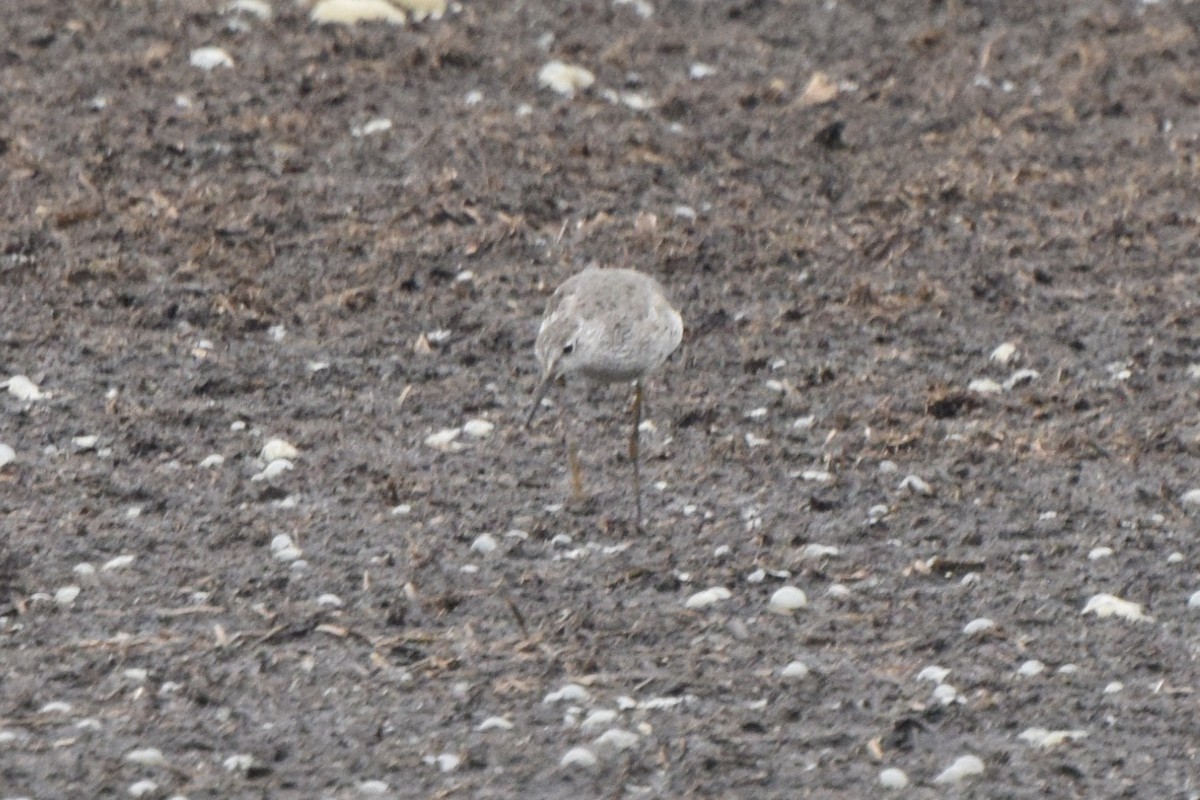 Lesser Yellowlegs - ML366233591