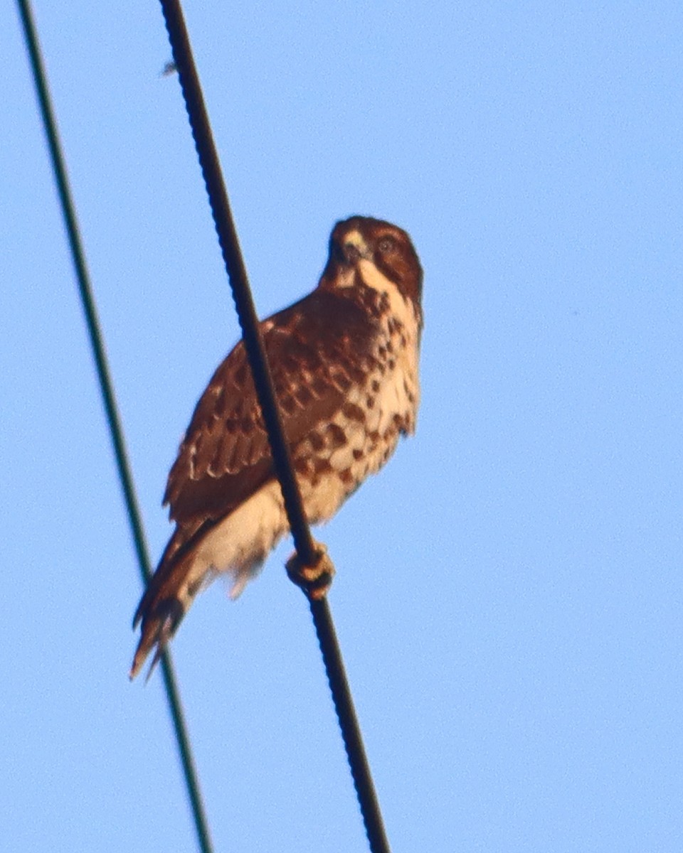 Broad-winged Hawk - ML366233611