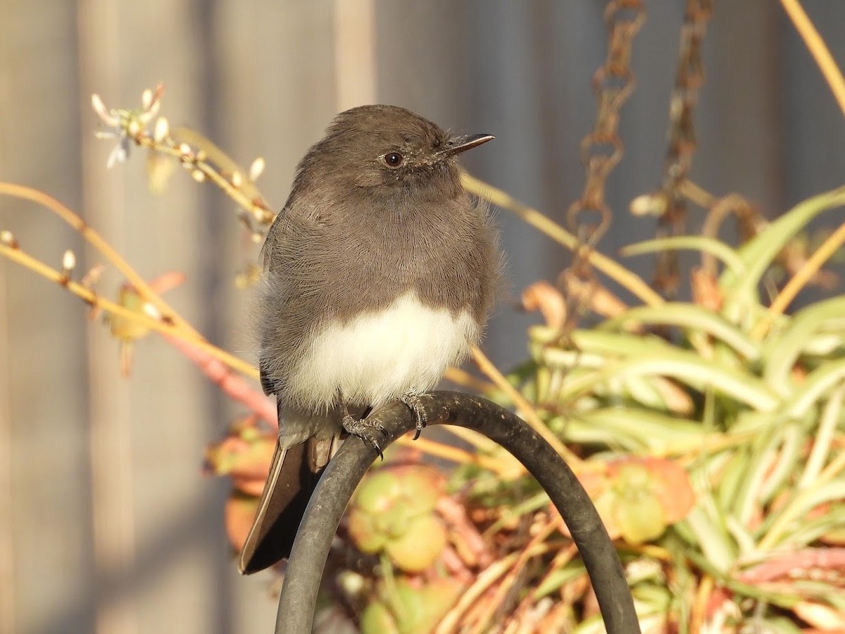 Black Phoebe - ML366233661