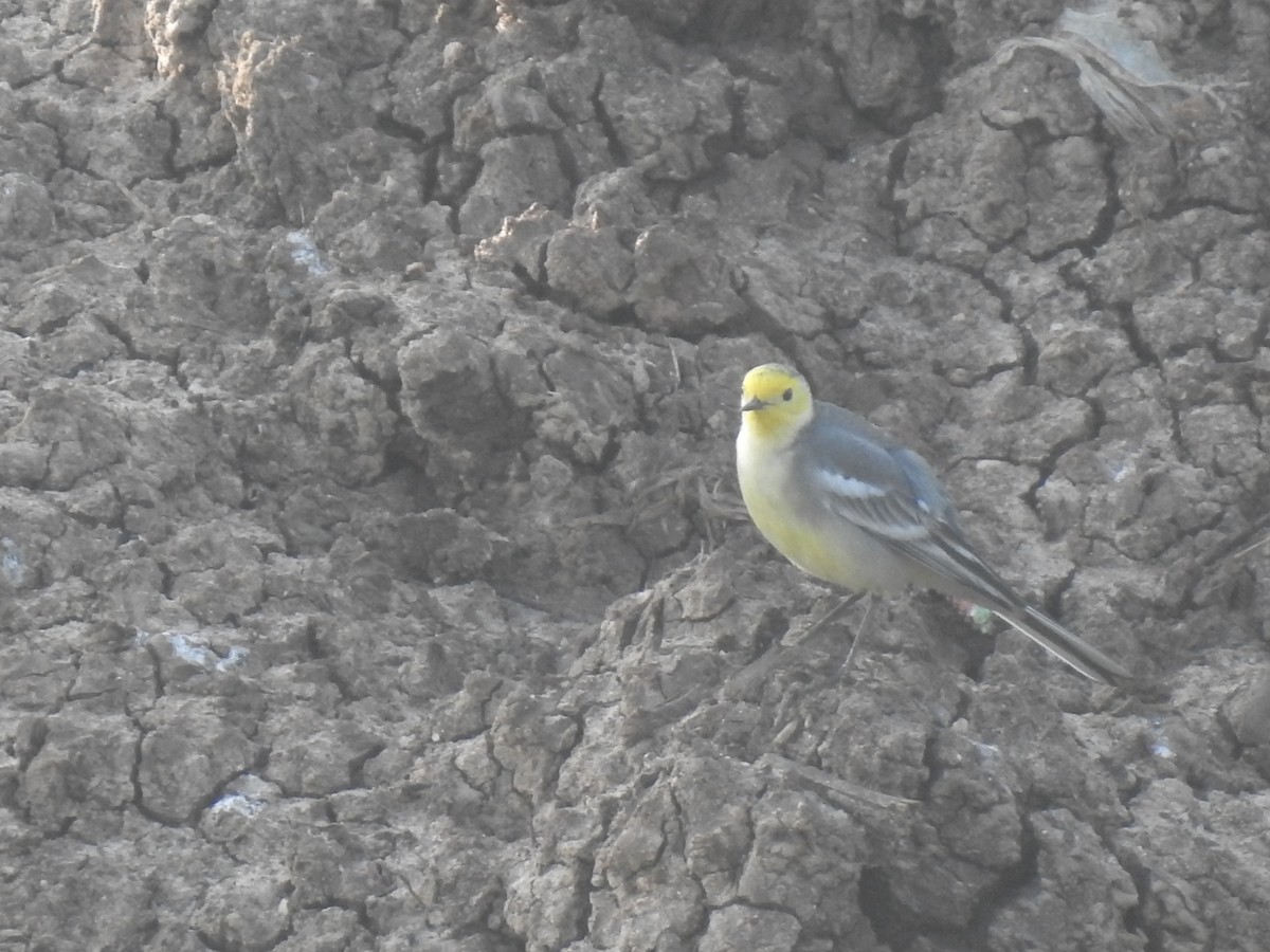 Citrine Wagtail - ML366235241