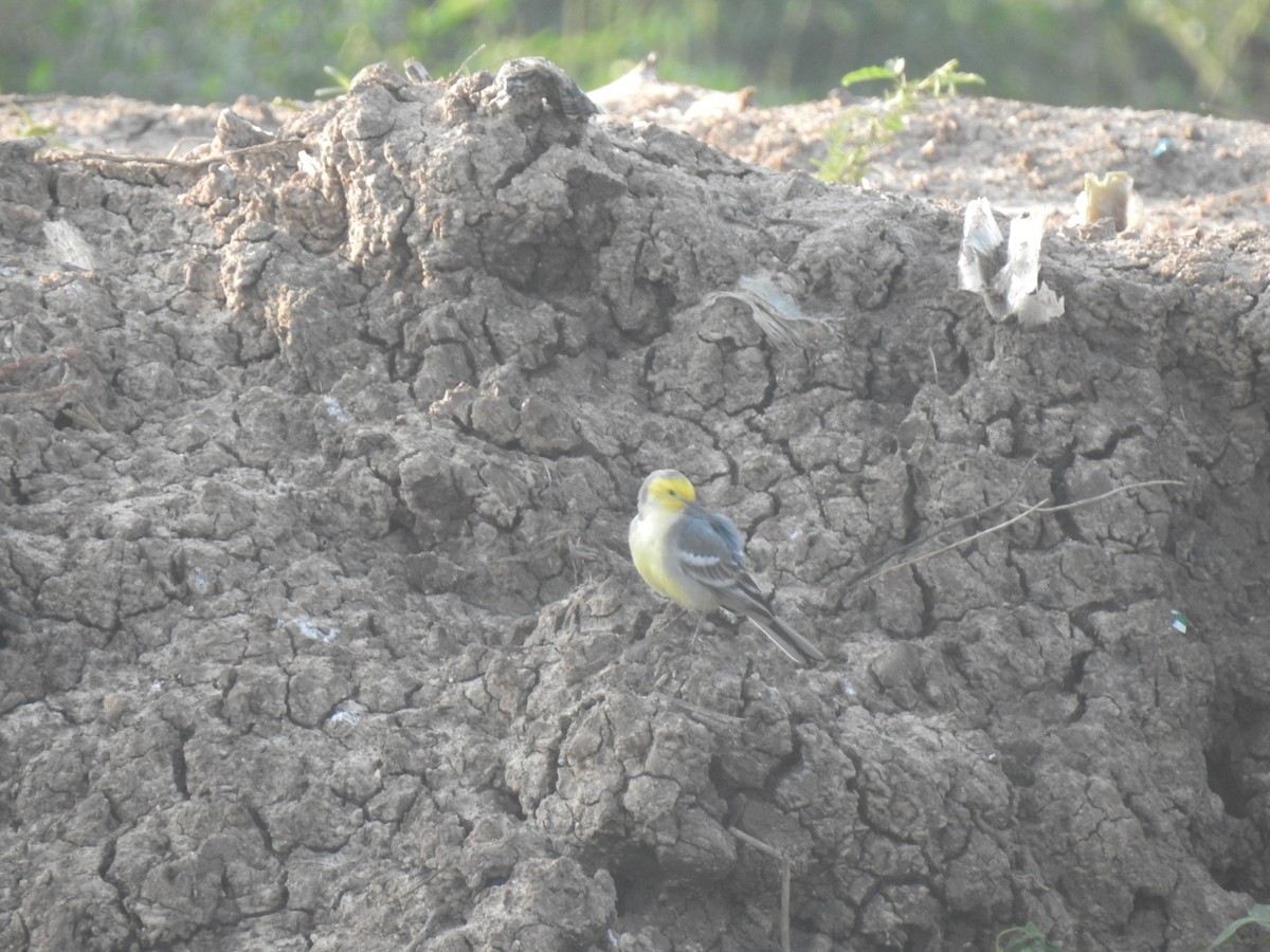 Citrine Wagtail - Selvaganesh K