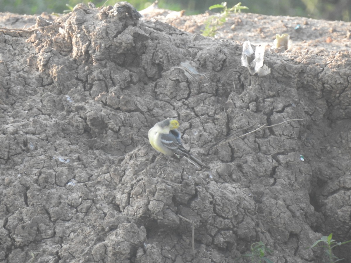 Citrine Wagtail - Selvaganesh K