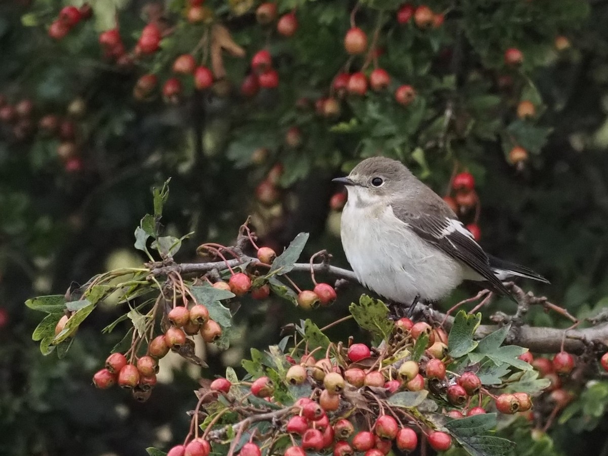 European Pied Flycatcher - John Swallow