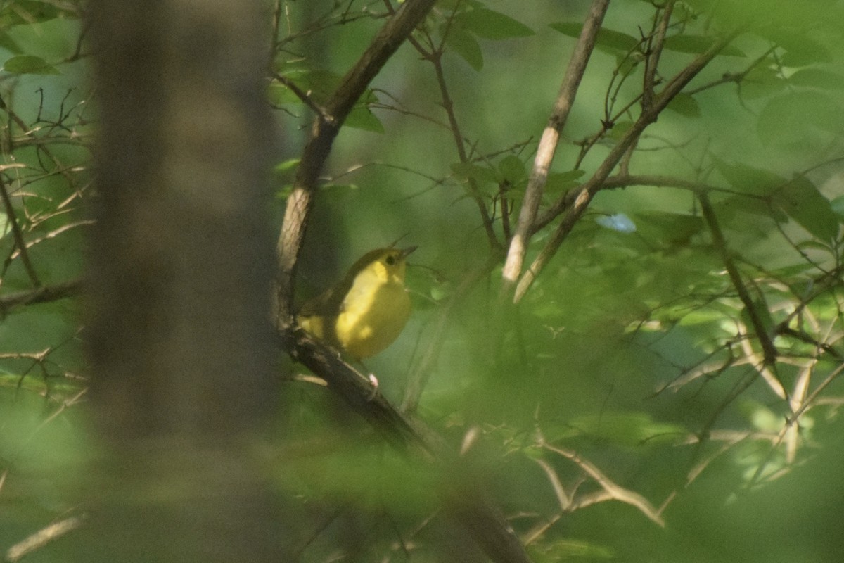 Hooded Warbler - ML366236521