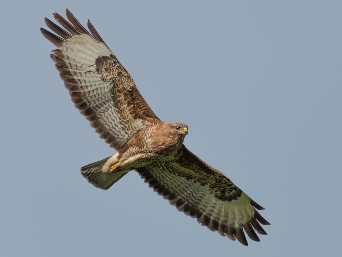 Common Buzzard - eBird, image size:1200x900