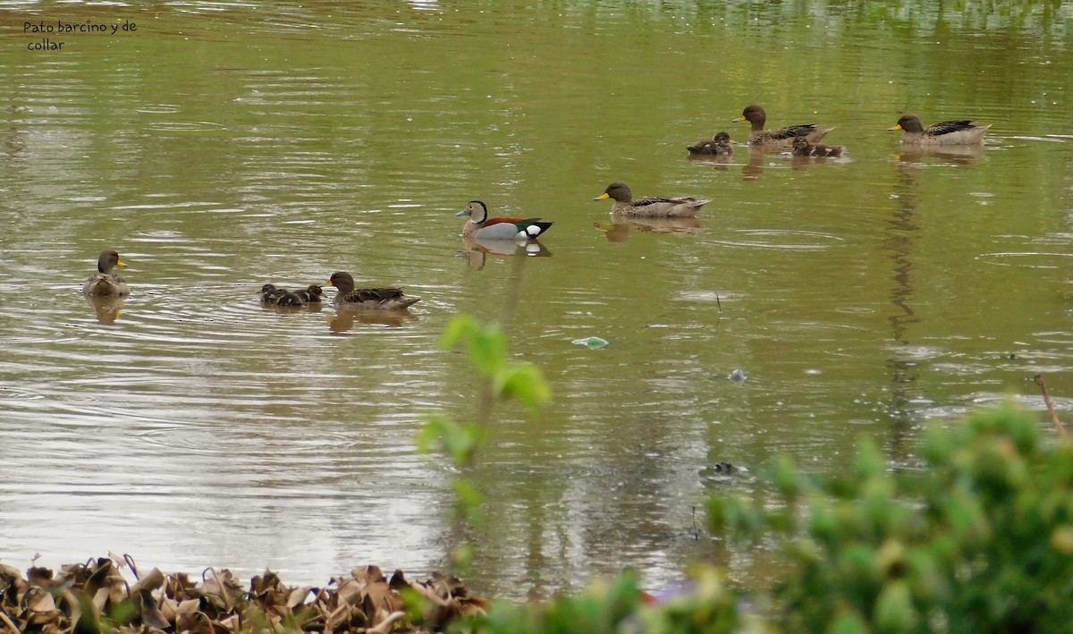 Yellow-billed Teal - ML366237841